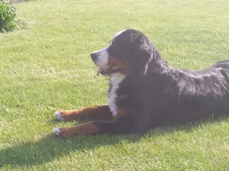 Berner sennenhund Orlanda billede 13