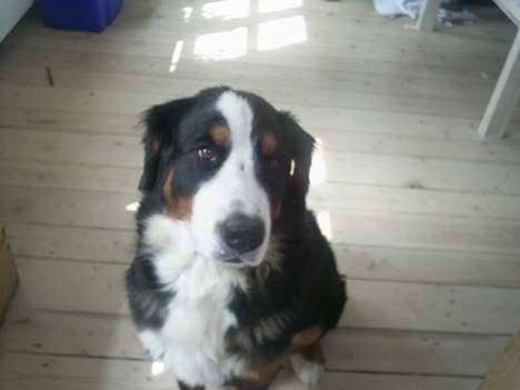 Berner sennenhund Orlanda billede 14