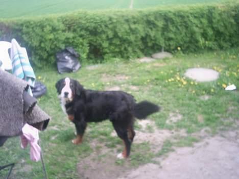 Berner sennenhund Orlanda billede 15