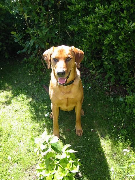 Blanding af racer Ludvig - Ja, jeg er meget fotogen - min mor er helt vild med at tage billeder af mig... billede 1