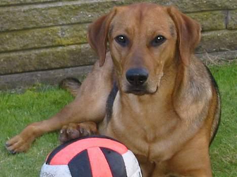 Blanding af racer Ludvig - Her er jeg med min yndlingsbold billede 2