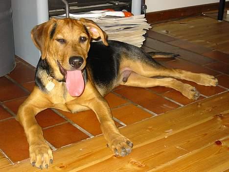 Blanding af racer Ludvig - Pyha, jeg har lige været ude at gå en laaang tur med min far i 30 graders varme..hot, hot billede 3