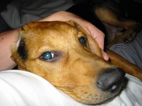 Blanding af racer Ludvig - Der er ikke noget bedre end at blive nusset på hovedet.. det skulle måske være at ligge i sengen med far og mor billede 5