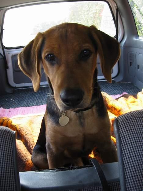 Blanding af racer Ludvig - Ja, det her billede er gammelt - jeg er jo kun en hvalp på bare 5 mdr.... billede 7