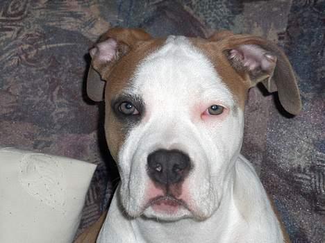 Amerikansk staffordshire terrier o0$chevy$0o hey hey alle  - Var der nogen der kaldte?..... billede 10