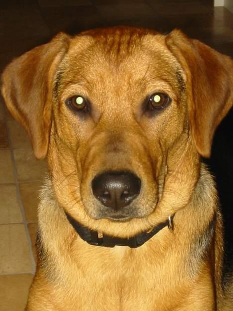 Blanding af racer Ludvig - Helt ærlig synes I ikke jeg er lidt lækker? :o) billede 9