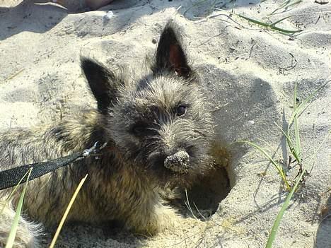 Cairn terrier Cato - en tur ved stranden... Cato har lige stået på hovedet i hans helt eget hjemme-gravede hul :) at han så valgte at grave sin tennisbold ned, er hans eget problem, for vi kunne bare ikke finde den da vi skulle hjem. billede 13