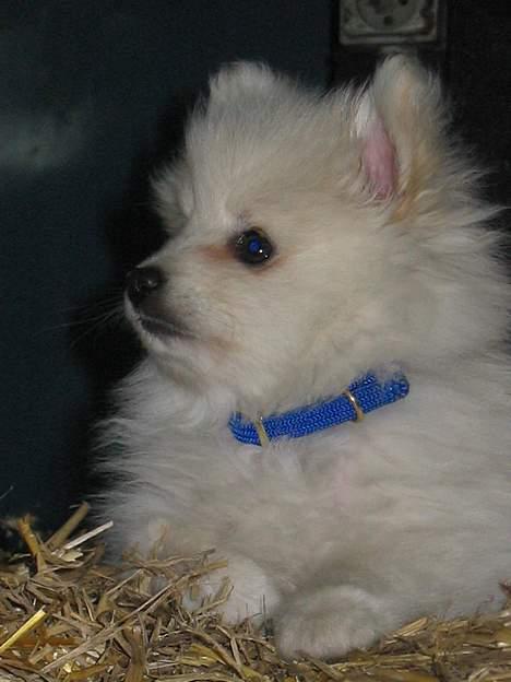 Blanding af racer Krumme billede 10