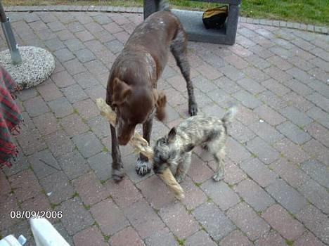 Cairn terrier Cato - Lille - men modig (til tider en modig kylling) her med svigerforældrenes Zippo :) billede 14