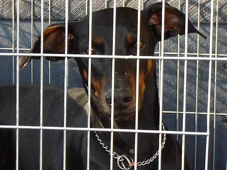 Dobermann Grusholm Flicka ( Gina ) billede 6