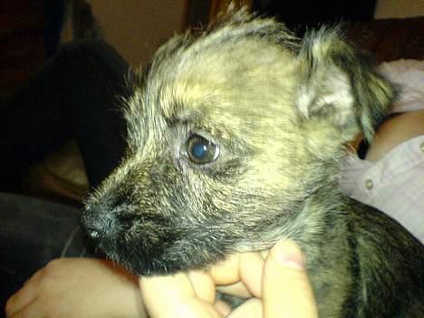 Cairn terrier Cato - lige hentet hentet hjem - 9½ uge gammel billede 15