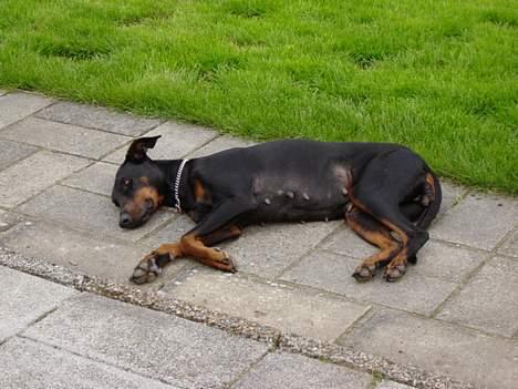 Dobermann Grusholm Flicka ( Gina ) billede 7