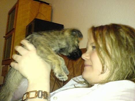 Cairn terrier Cato - Cato + min veninde... ca. 10 uger og ikke til at stå for billede 16