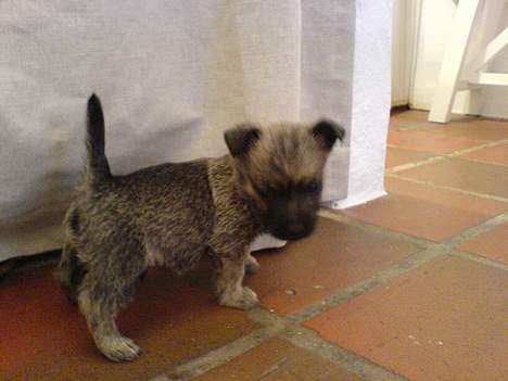 Cairn terrier Cato - SÅ fræk kan man være... :) og nuttet!!! kun 5½ uge gammel og absolut ikke til at stå for :) (fliserne er 20x20cm) billede 17