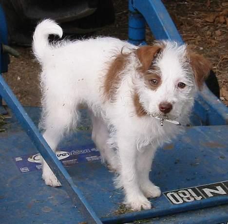 Blanding af racer Bella - Mig som "lille".. billede 12