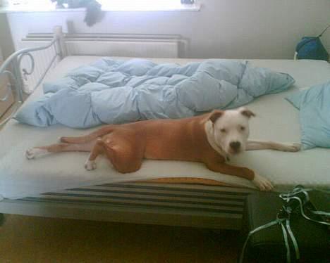 Amerikansk staffordshire terrier Keyto - The Pornstar.. Come and get it, girls.. billede 18