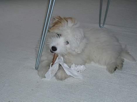 Coton de tulear Bianca  - papir eller ej.... lækkert med noget at tygge i... billede 8