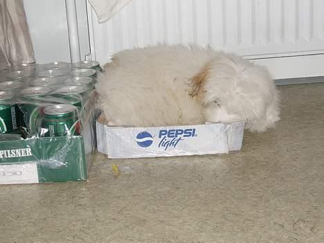 Coton de tulear Bianca  - Vi havde ellers købt to fine hundesenge, men Bianca bruger dem aldrig. Men da der et par dage lå en tom ramme pepsi light på køkkengulvet, var hun nærmest ikke til at slæbe væk derfra!!!  billede 9