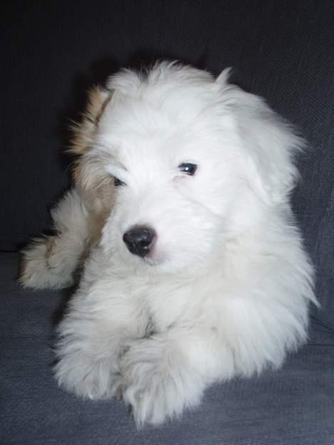 Coton de tulear Bianca  - Var der nogen der sagde uldtot?? billede 10