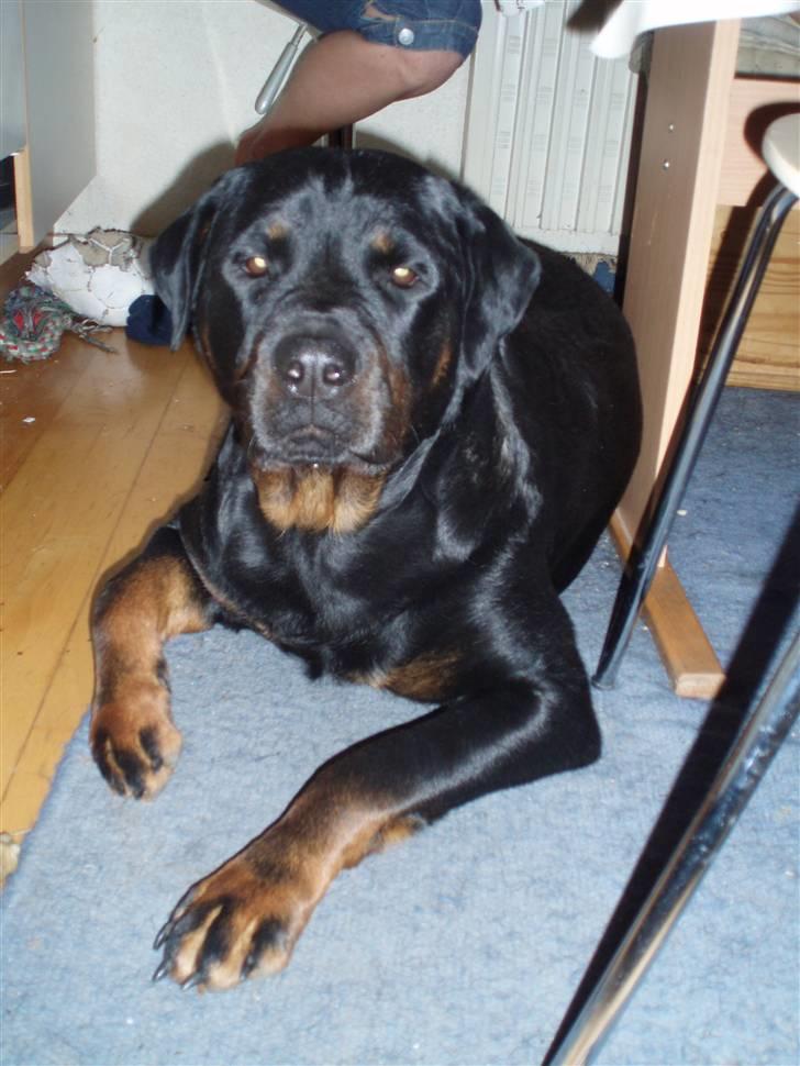 Rottweiler Fenja billede 2