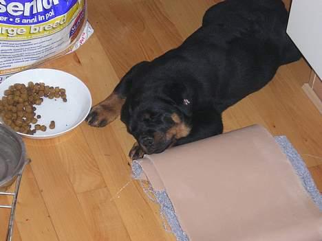 Rottweiler Fenja billede 3