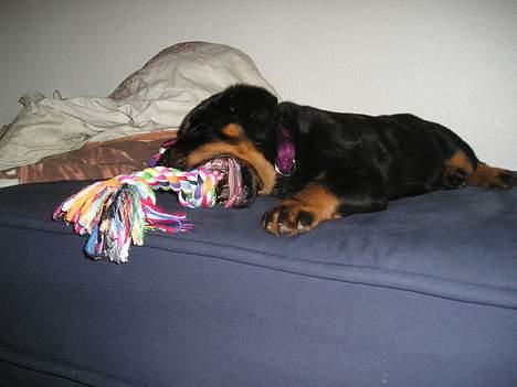 Rottweiler Fenja billede 4