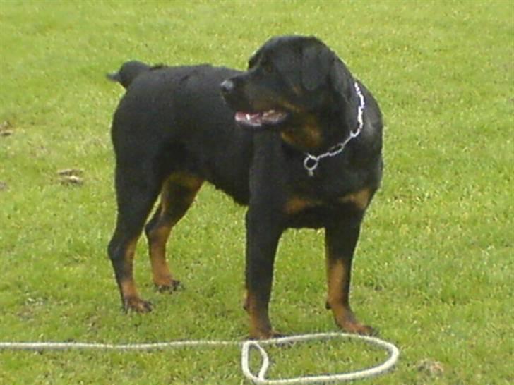 Rottweiler Fenja billede 5