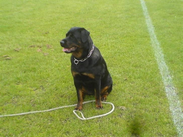 Rottweiler Fenja billede 7