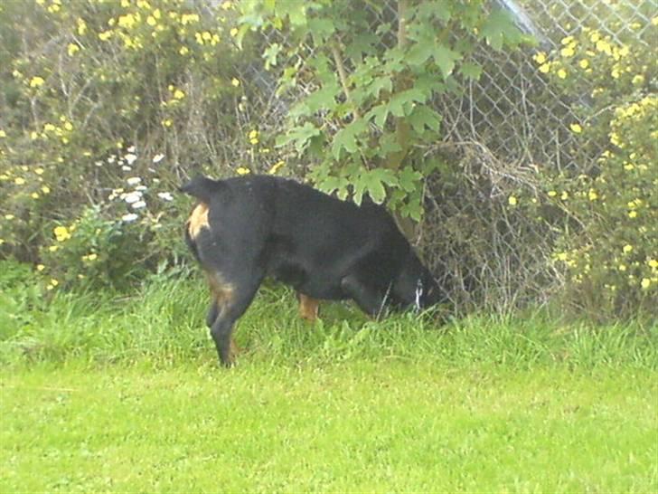Rottweiler Fenja billede 8