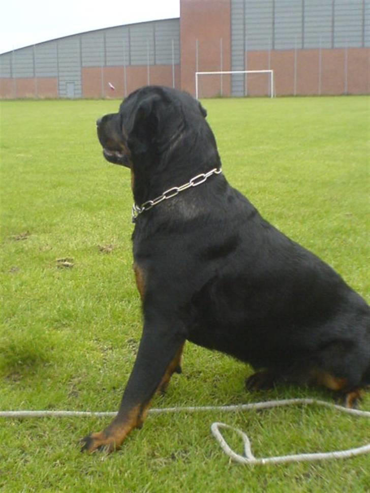 Rottweiler Fenja billede 9
