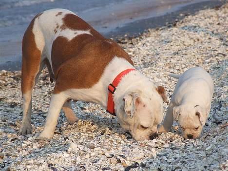 Olde english bulldogge Missy - Missy med Zowie på stranden på jagt efter ? billede 1