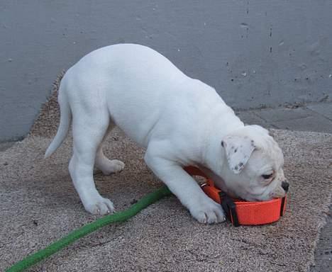 Olde english bulldogge Missy - Missy tænker nok, om hun nogensinde kommer til at passe sådan en størrelse. billede 2