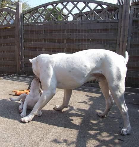Olde english bulldogge Missy - Missy på charmetur........... billede 3