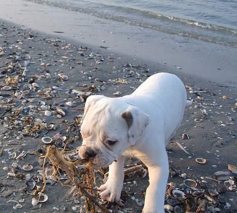 Olde english bulldogge Missy - Hmmm - tang - skulle vist være sund................. billede 4