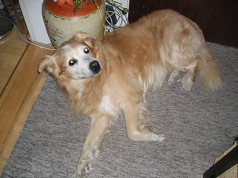 Blanding af racer Max *død* billede 1