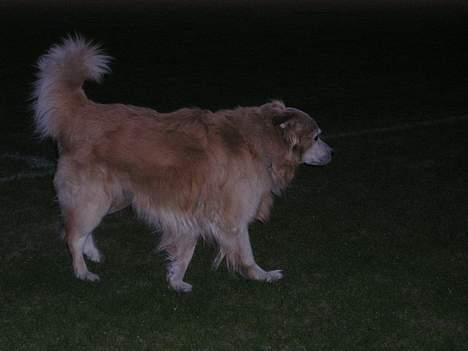 Blanding af racer Max *død* billede 3