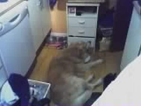 Blanding af racer Max *død* - Han var alt for træt til at stå op og spise, så han lagde sig bare ned ved siden af tallerknen billede 4