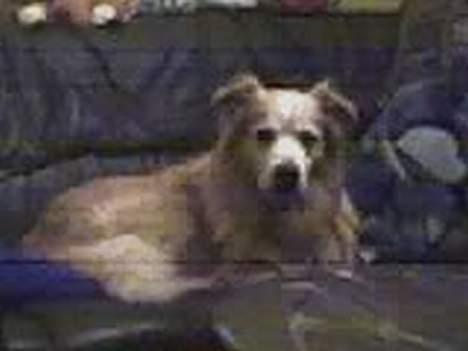 Blanding af racer Max *død* - lidt dårlig kvalitet men synes det skulle med :) billede 5