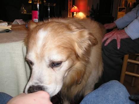 Blanding af racer Max *død* - Har du noget der kan spises i hånden? billede 6