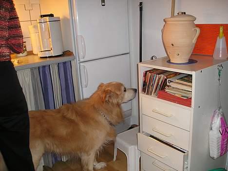 Blanding af racer Max *død* billede 7