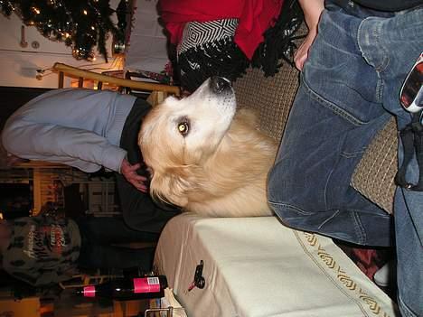 Blanding af racer Max *død* billede 8