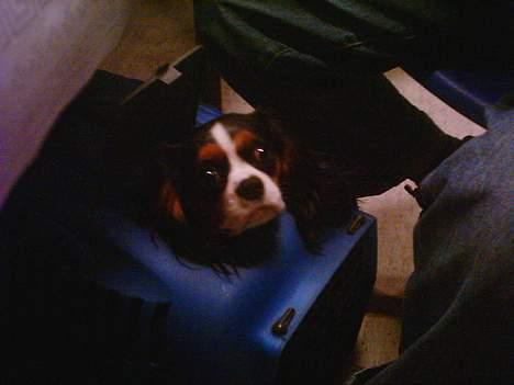 Cavalier king charles spaniel SAMMIE :) - mit hovede er lige så stort at jeg kan stikke det op af transportkassen.... hehe... så sød... 9 mdr. billede 13
