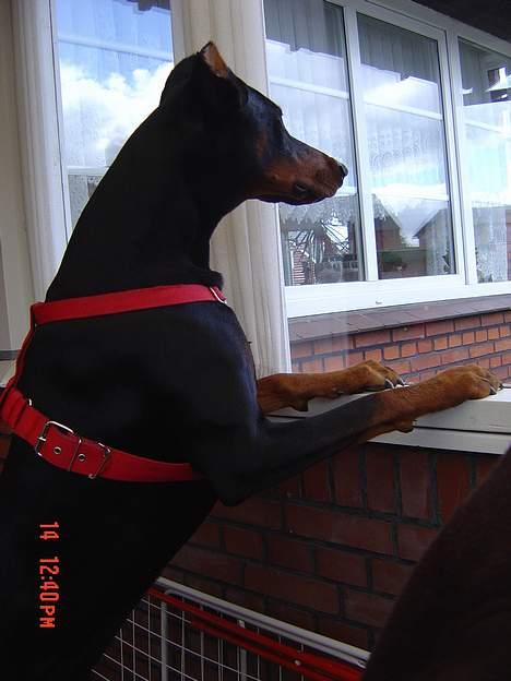 Dobermann ROCKY billede 16