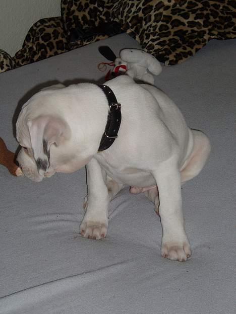 Amerikansk bulldog Rocky billede 7