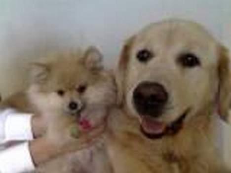 Pomeranian Mille - Mille da hun besøgte Zacho :) billede 10