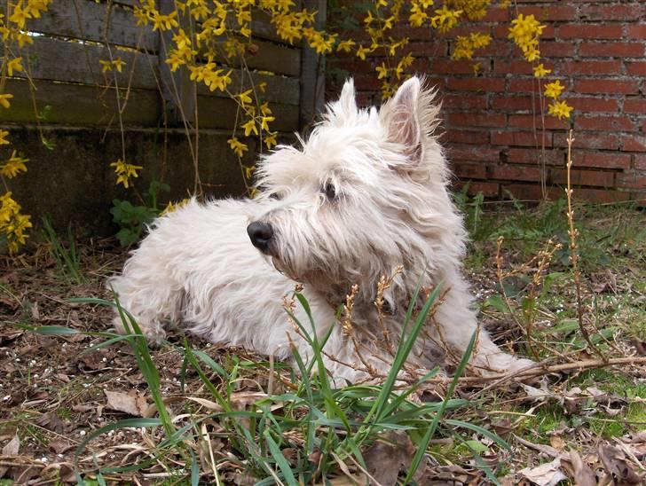 West highland white terrier Lajka billede 1
