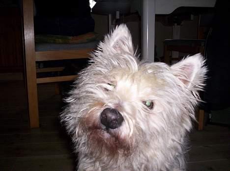 West highland white terrier Lajka billede 2