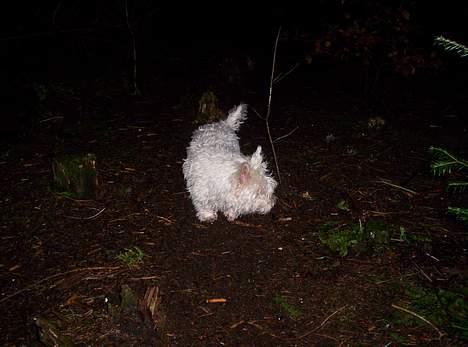 West highland white terrier Lajka billede 3