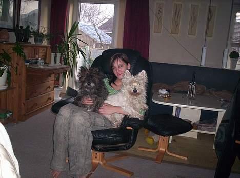 West highland white terrier Lajka billede 4