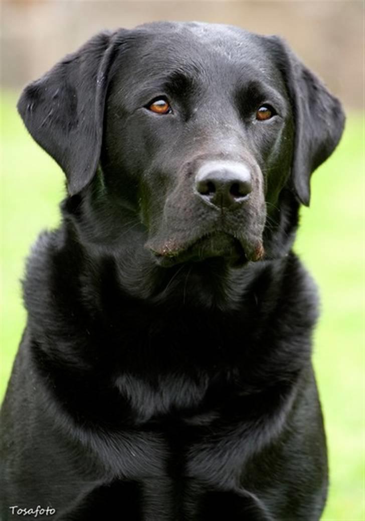 Labrador retriever Brown Hunt`s Landlubber  - Ronja - den smukkeste sorte prinsesse billede 1